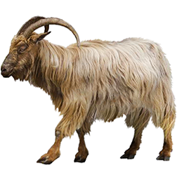 Corsican Goat